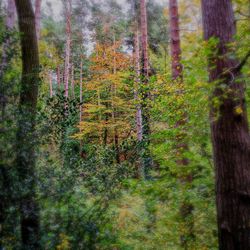 Trees in forest