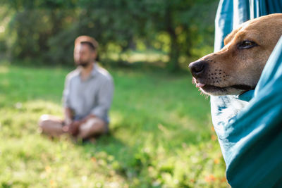 Face of cute brown dog in hammock on background of summer park with his owner who is meditating.