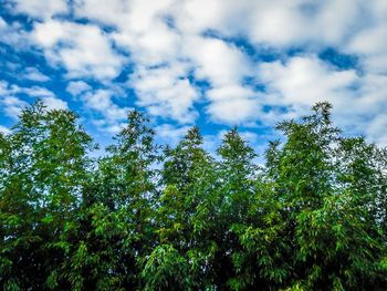 Low angle view of trees against cloudy sky