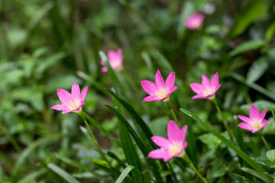 Close-up of pink flowering plants