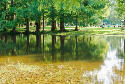 Reflection of trees in lake