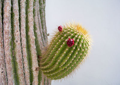 Close-up of cactus plant