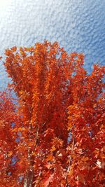 Close-up of autumn tree against sky