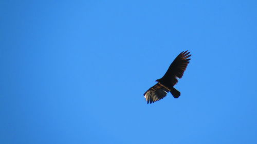 Low angle view of bird flying against blue sky