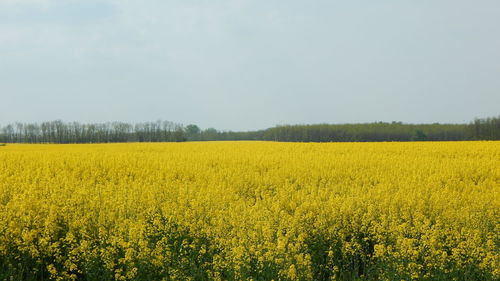 Yellow flowers in field