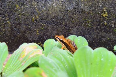 Close-up of insect on wet leaf