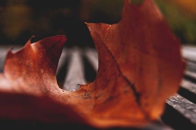 Close-up of dried autumn leaf