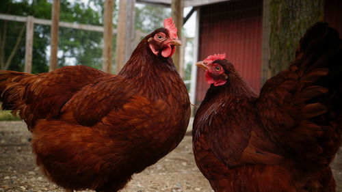 Close-up of two chickens on a farm