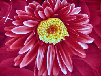 Close-up of red flower