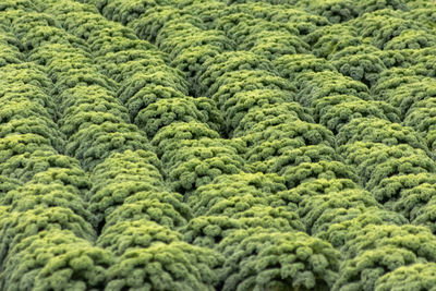 Full frame shot of yellow ropes