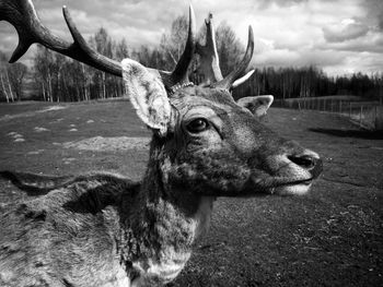 Deer in a field