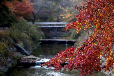 Close-up of maple tree in forest during autumn