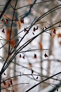Close-up of tree branch during winter