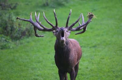 Deer standing on grass