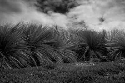 Close-up of grass on field against sky