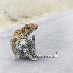 Leopard sitting on road