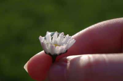 Close-up of hand holding flower