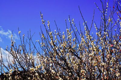 Close-up of silhouette plants against sky