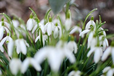 Close-up of white flowering plants on field