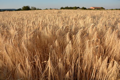 Scenic view of wheat field against sky