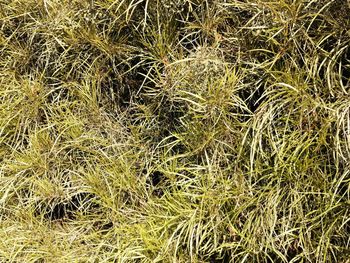 Full frame shot of plants growing on field