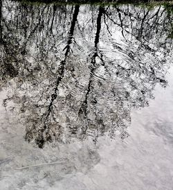 Reflection of tree in puddle on lake during winter