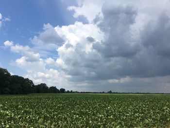 Scenic view of field against clear sky