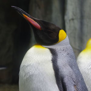 Close-up of penguin against blurred background