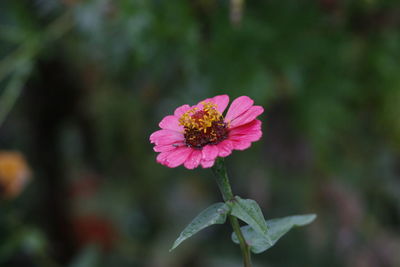 Close-up of pink flower