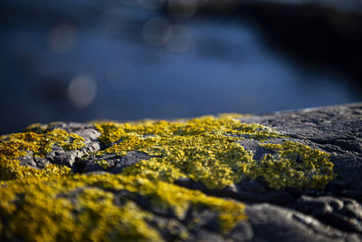 Close-up of yellow moss on rock