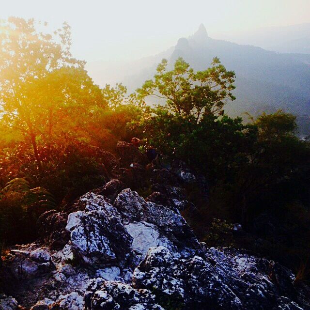 SCENIC VIEW OF TREES ON MOUNTAIN