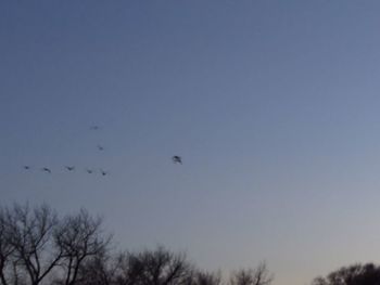 Low angle view of birds flying in sky