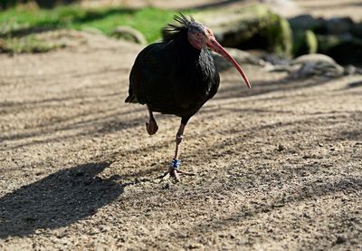 View of a bird on field