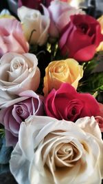 Close-up of rose