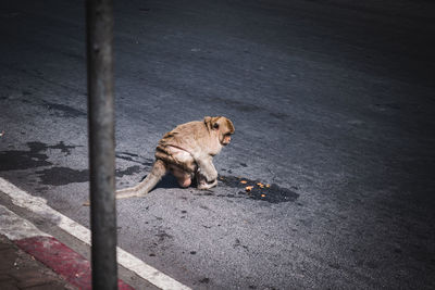 High angle view of cat on street