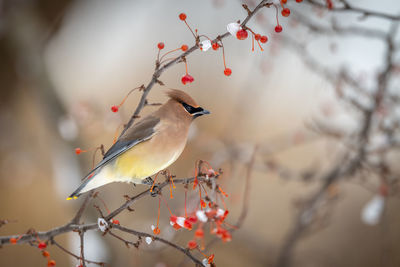 Close-up of bird perching on branch