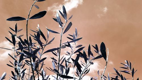 Low angle view of plants against sky