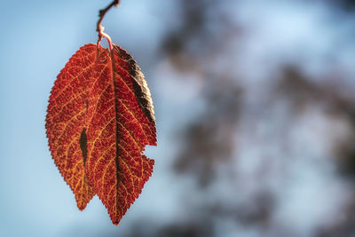 Close-up of dry autumn leaf against sky