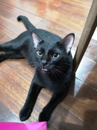 High angle view of cat on wooden floor