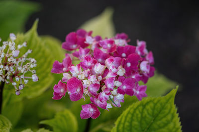 Close-up of pink flowers