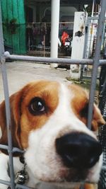 Close-up portrait of dog