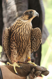 Close-up of eagle perching on hand