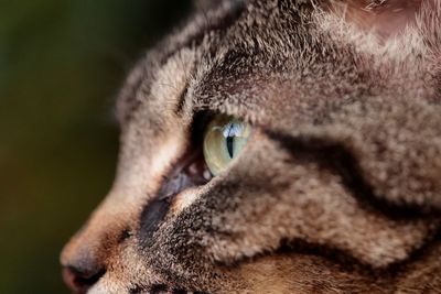 Close-up of a cat looking away