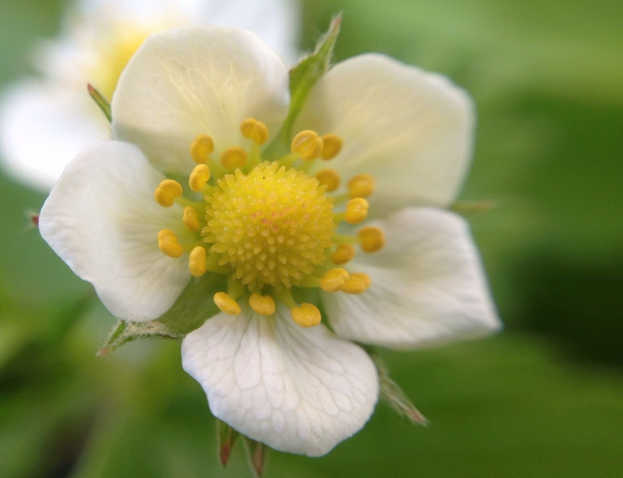 flower, freshness, petal, flower head, fragility, growth, close-up, beauty in nature, focus on foreground, white color, nature, pollen, blooming, stamen, in bloom, single flower, plant, blossom, yellow, selective focus