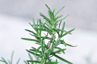 Close-up of raindrops on plant