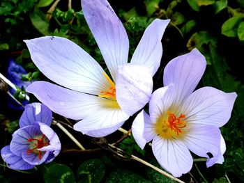 Close-up of purple flowers