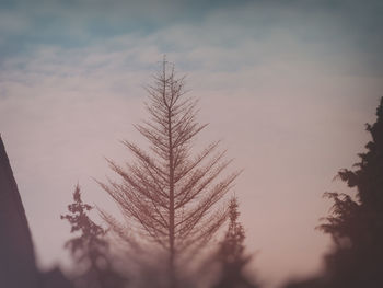 Close-up of tree against sky