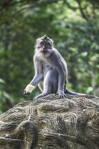 Lion sitting on tree