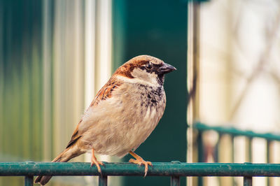 Close-up of bird perching on railing