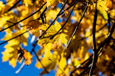 Close-up of yellow maple leaves on branch